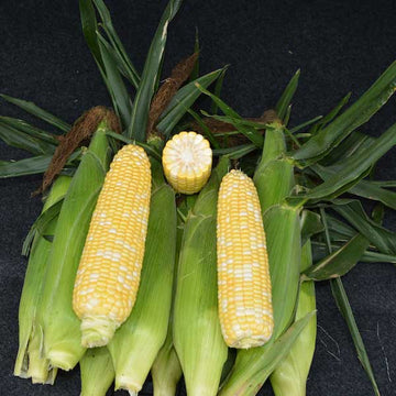 Sweet Corn Biotech Anthem XR II F1 Seed