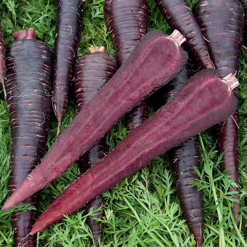 Carrot Deep Purple F1 Seed Harris Seeds carrot-deep-purple-f1-seed-harris-seeds