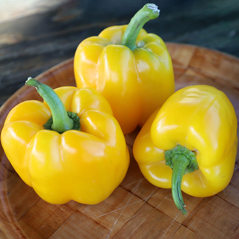 plant yellow pepper seeds Pepper SVPB8415 F1 Seed – Harris Seeds
