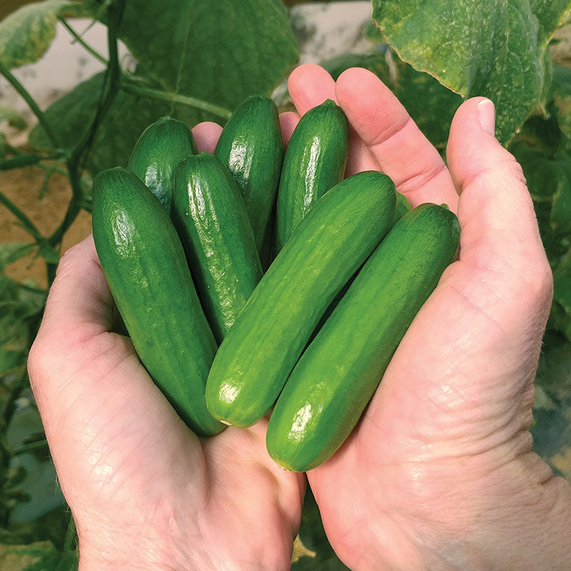 Cucumber Mini-Me F1 Organic Seed, Size: 250 Seeds