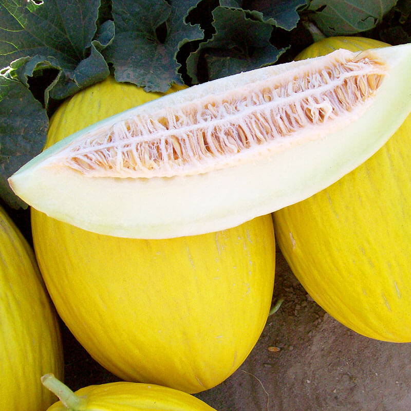 Melon Earli Dew F1 Seed, Size: 25 Seeds