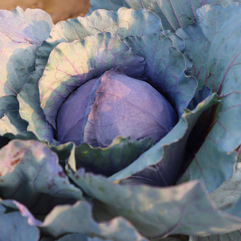 jewel herbicide Cabbage Red Jewel F1 Seed STANDARD / 50 seeds / TREATED