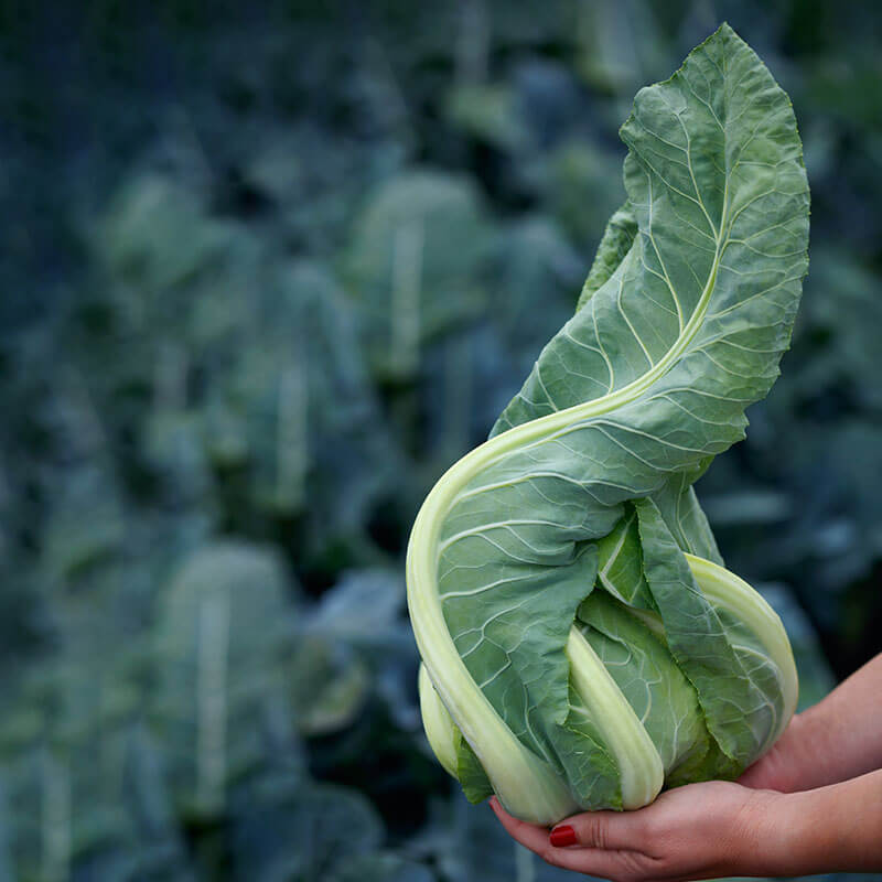twister herbicide Cauliflower Twister F1 Seed STANDARD / 50 Seeds / TREATED
