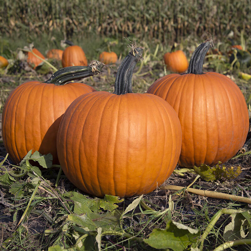 Pumpkin Olympus F1 Seed FILM COATED / 25 seeds / FARMORE