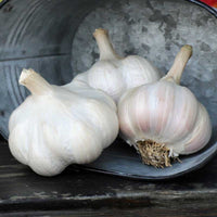 Garlic Violet Spring Hardneck