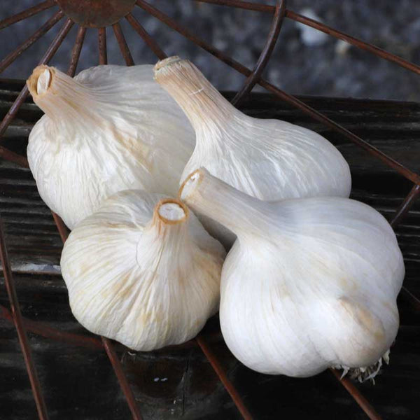 Garlic German Red Hardneck Harris Seeds