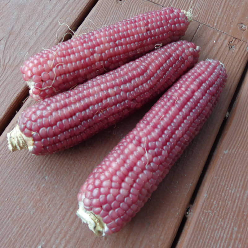 Ornamental Corn Early Pink Seed Harris Seeds
