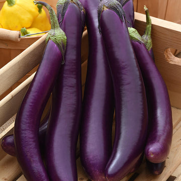 Eggplant Violet Delite F1 Seed