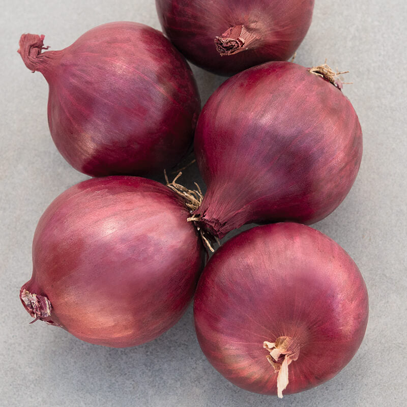 Onion Red Carpet F1 Organic Seed RAW / 10,000 seeds / Organic