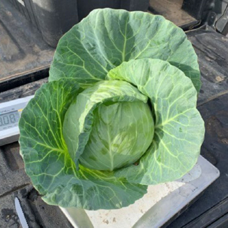 challenger herbicide Cabbage Green Challenger F1 Seed STANDARD / 1,000 seeds / TREATED