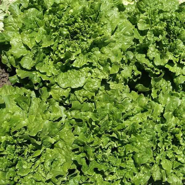 Lettuce Starstruck Seed Harris Seeds
