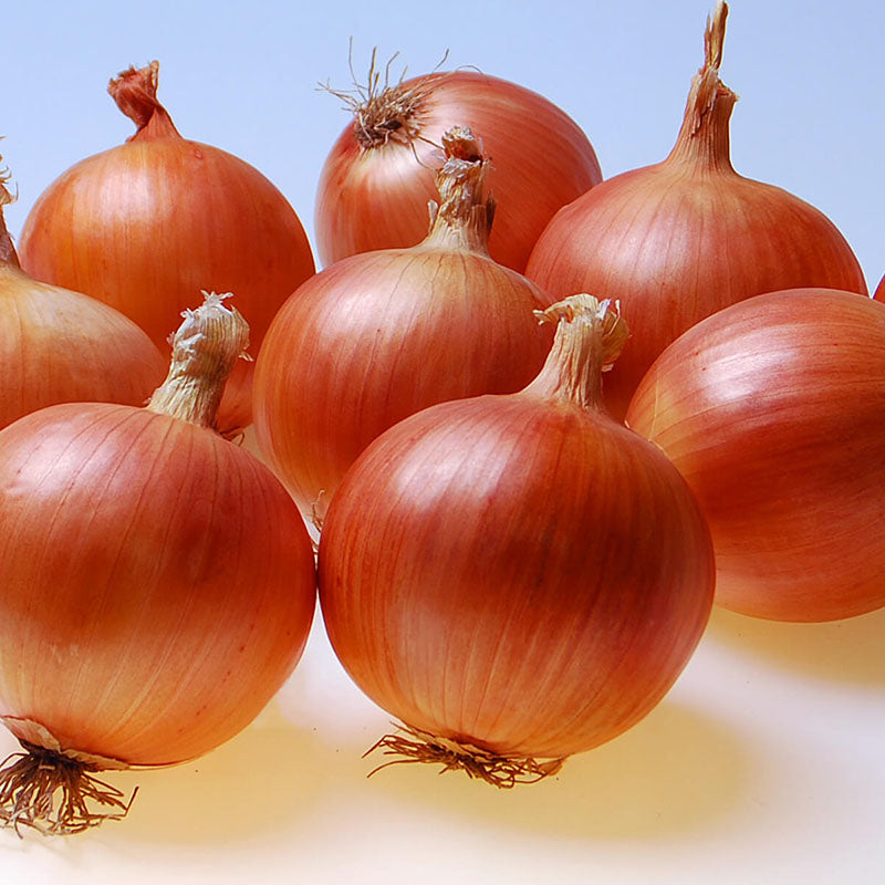 trident herbicide Onion Trident F1 Seed – Harris Seeds