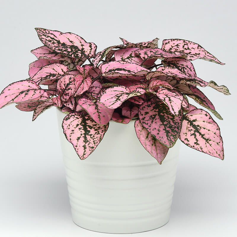 pink flower pot plant Hypoestes Splash Select Pink Seeds - UNTREATED