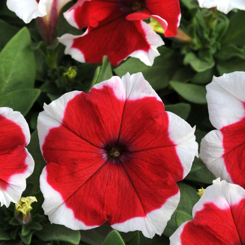 petunia time from seed to flower Petunia Dreams Picotee Red F1 Seed