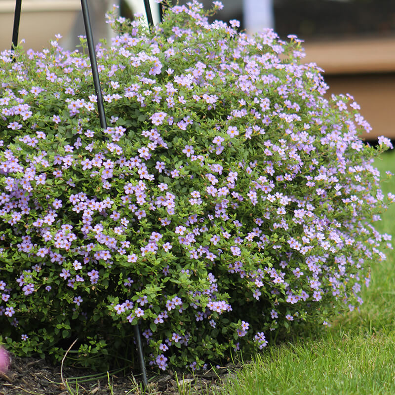 bacopa plant seeds Bacopa Blutopia Seed, Size: 100 Seeds