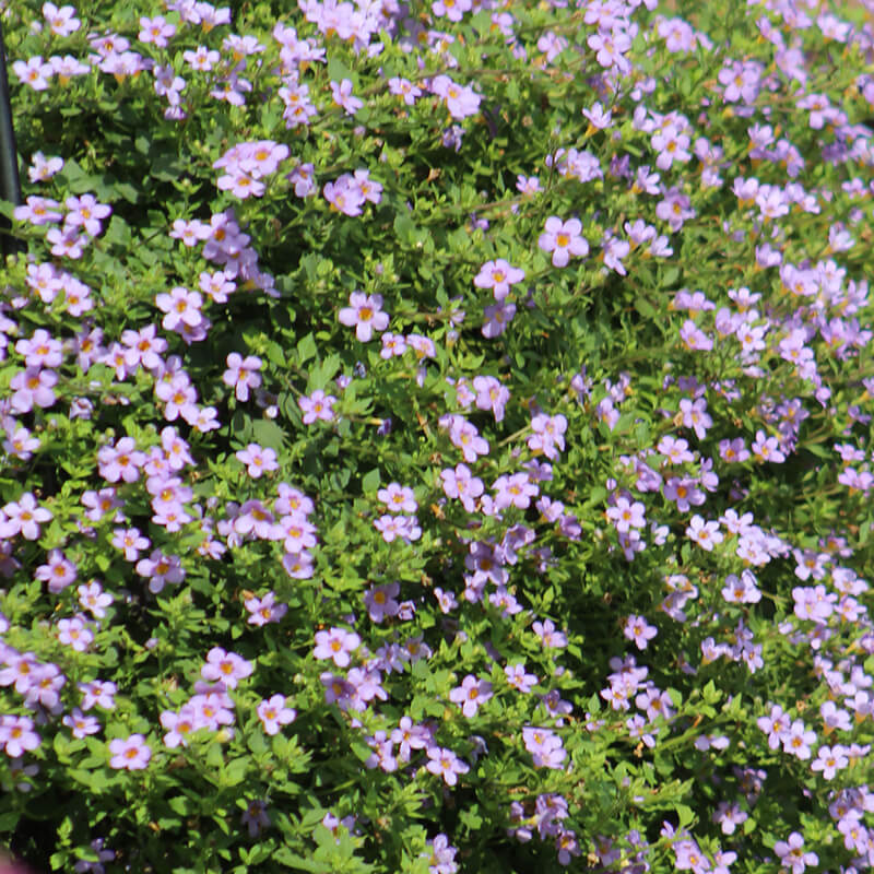 bacopa plant seeds Bacopa Blutopia Seed, Size: 100 Seeds