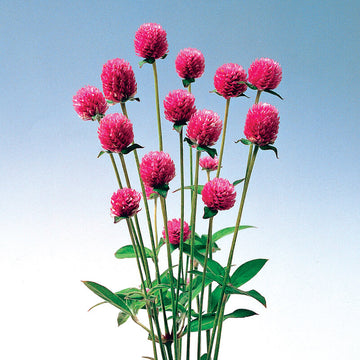 Gomphrena Audray Pink Seed