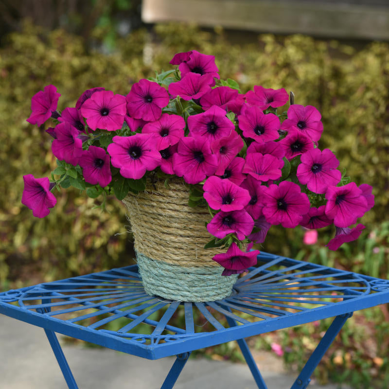 Wave Petunia Plant