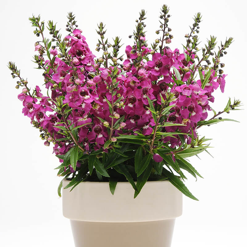 angelonia flower seeds Angelonia Serenita Raspberry F1 Seed