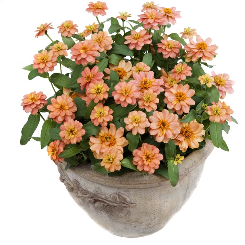 Zinnia Profusion Double Deep Salmon Seed – Harris Seeds