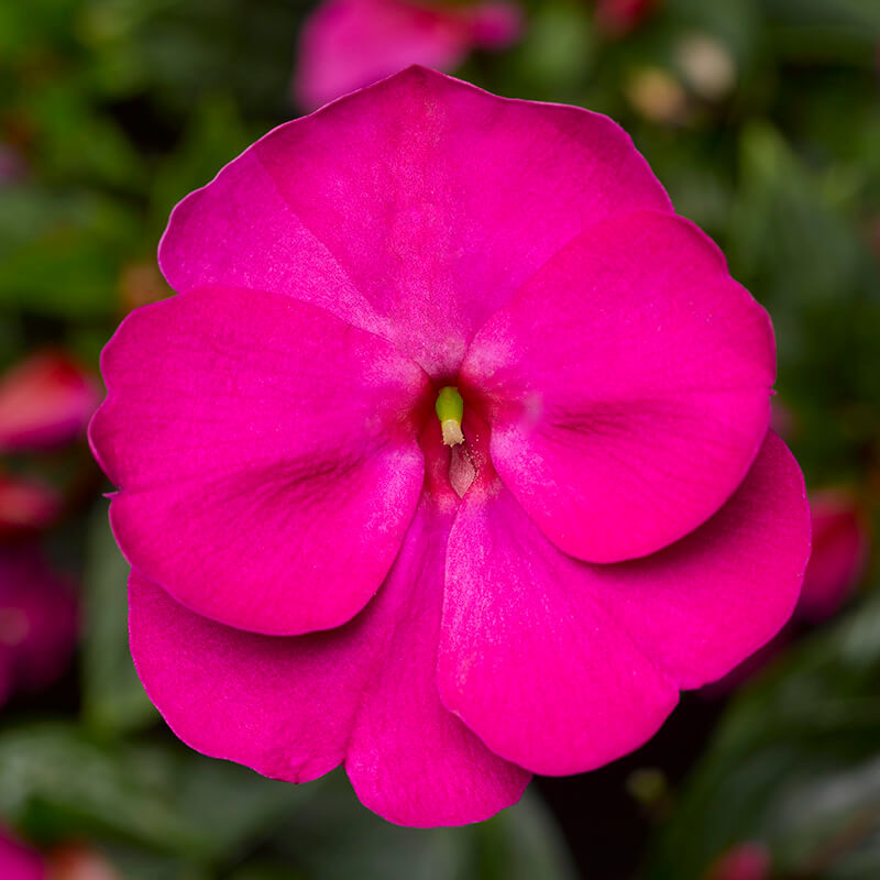Impatiens New Guinea Florific Violet F1 Seed – Harris Seeds