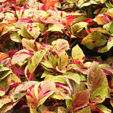 Coleus Mighty Mosaic Seed