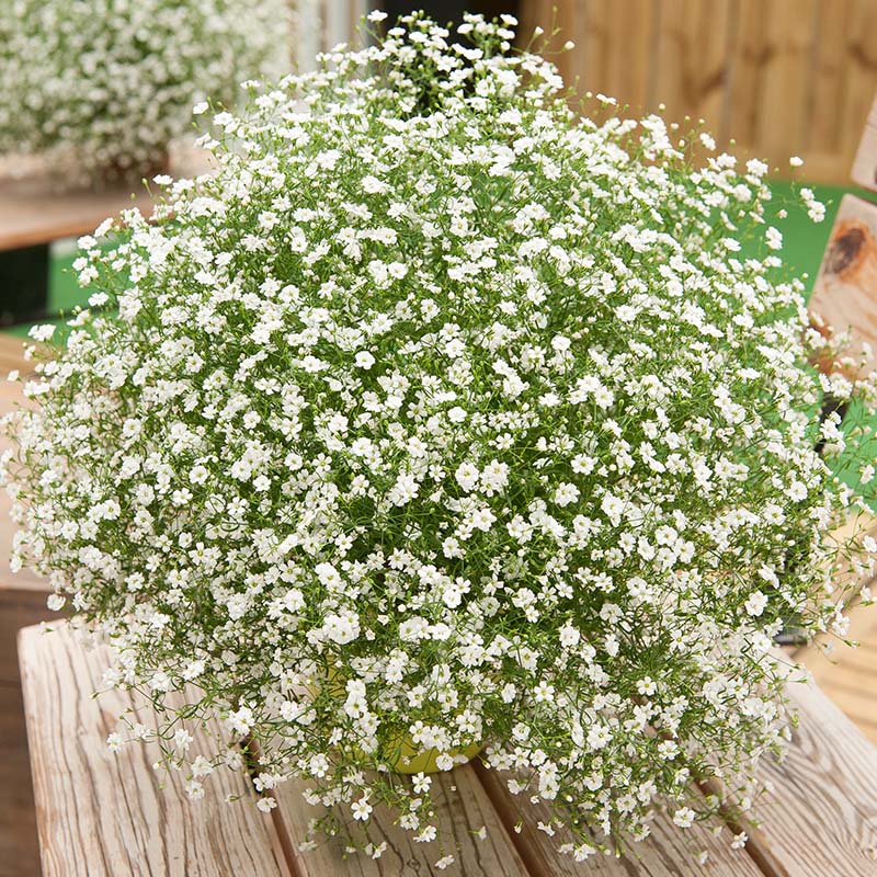 Wholesale Flowers, White Excellence Gypsophila (Baby's Breath)