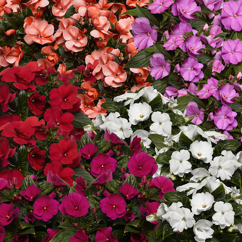 planting new guinea impatiens seeds Impatiens New Guinea Florific Mix F1 Seed