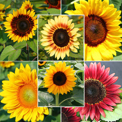 Sunflower Rayo De Sol F1 Seed – Harris Seeds