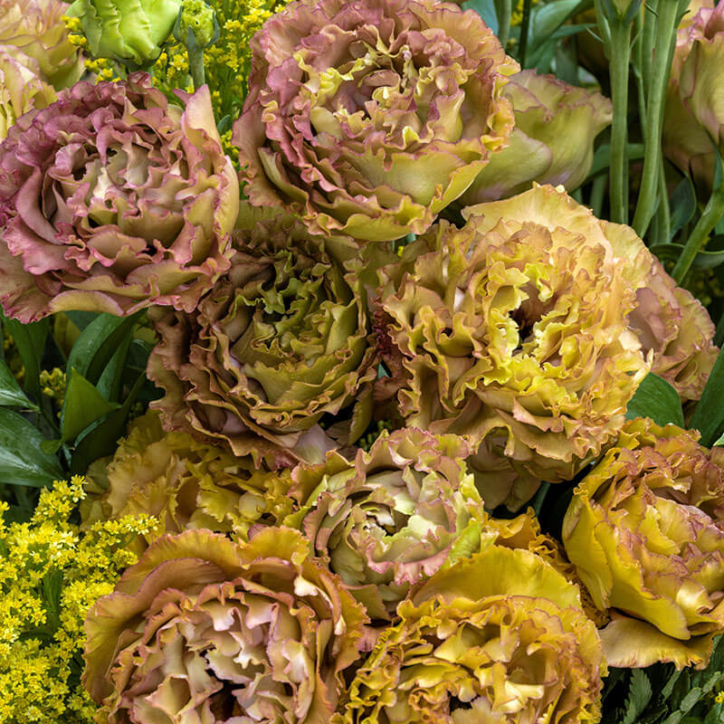 lisianthus flower seed Lisianthus Rosanne 1 Brown F1 Seed