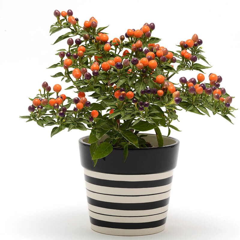 Pepper Seeds For Sale - Sweet & Hot | Urban Farmer