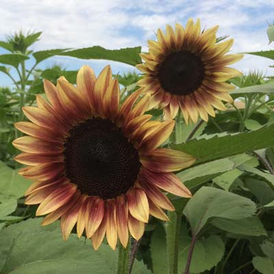 Sunflower ProCut Plum F1 Seed