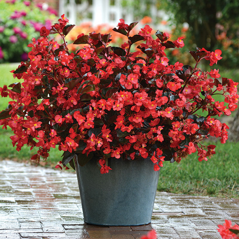 big red plant pots Begonia Megawatt Bronze Leaf Red F1 Seed
