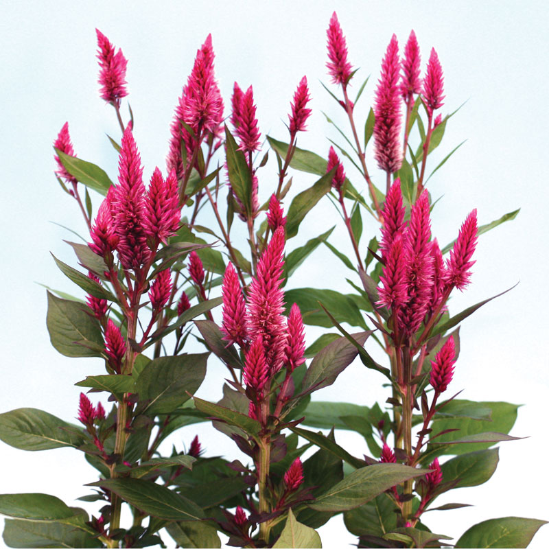 celosia indoor plant Celosia Asian Garden Seed, Size: 50 Seeds