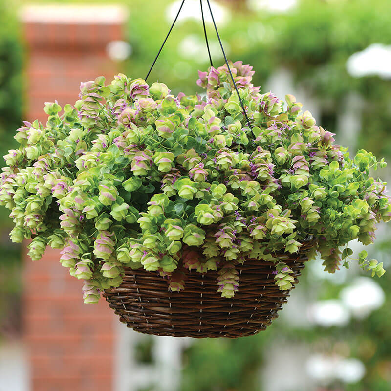 Harris Seeds Oregano Kirigami Plant Seeds, Ornamental