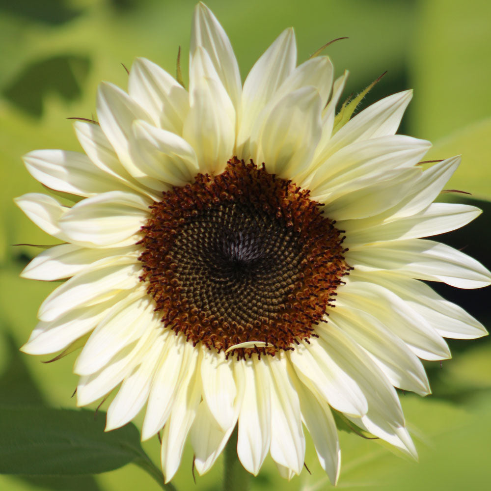 Sunflower ProCut White Nite F1 Seed
