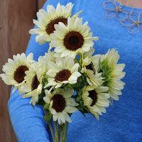 Sunflower ProCut White Nite F1 Seed