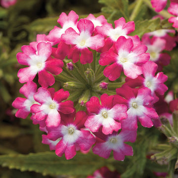Verbena Obsession Twister Red Seed