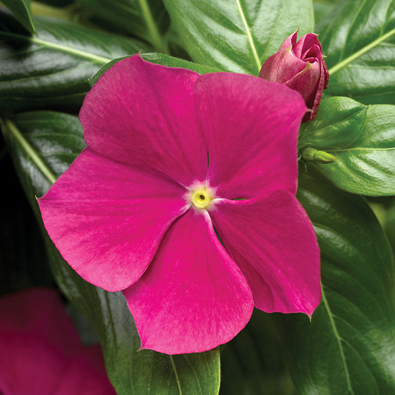 花 VINS Vinca Cora Cascade Violet F1 Seed – Harris Seeds