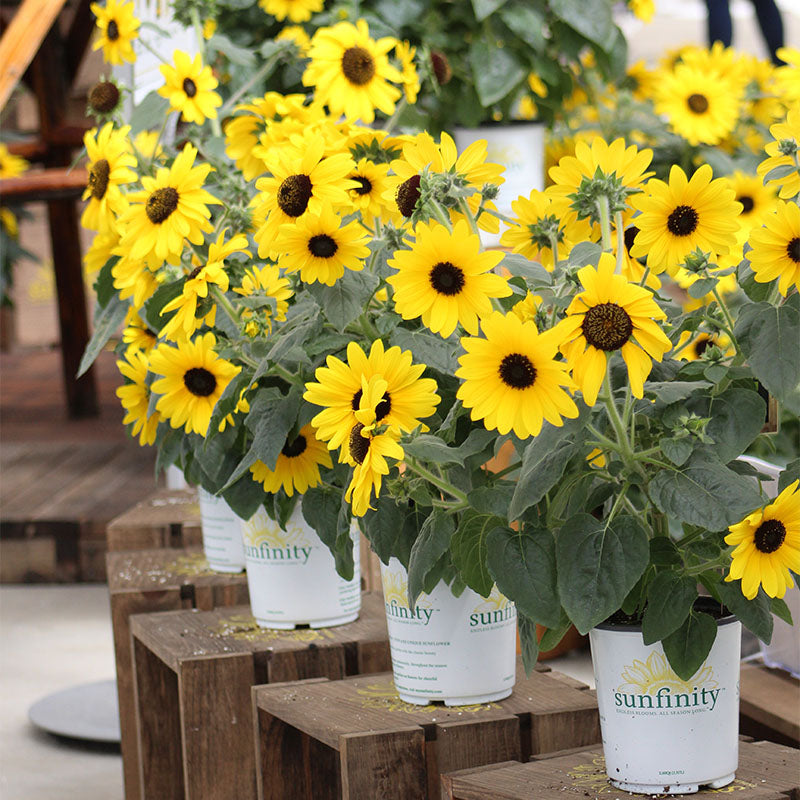 Sunflower Sunfinity™ F1 Seed Harris Seeds