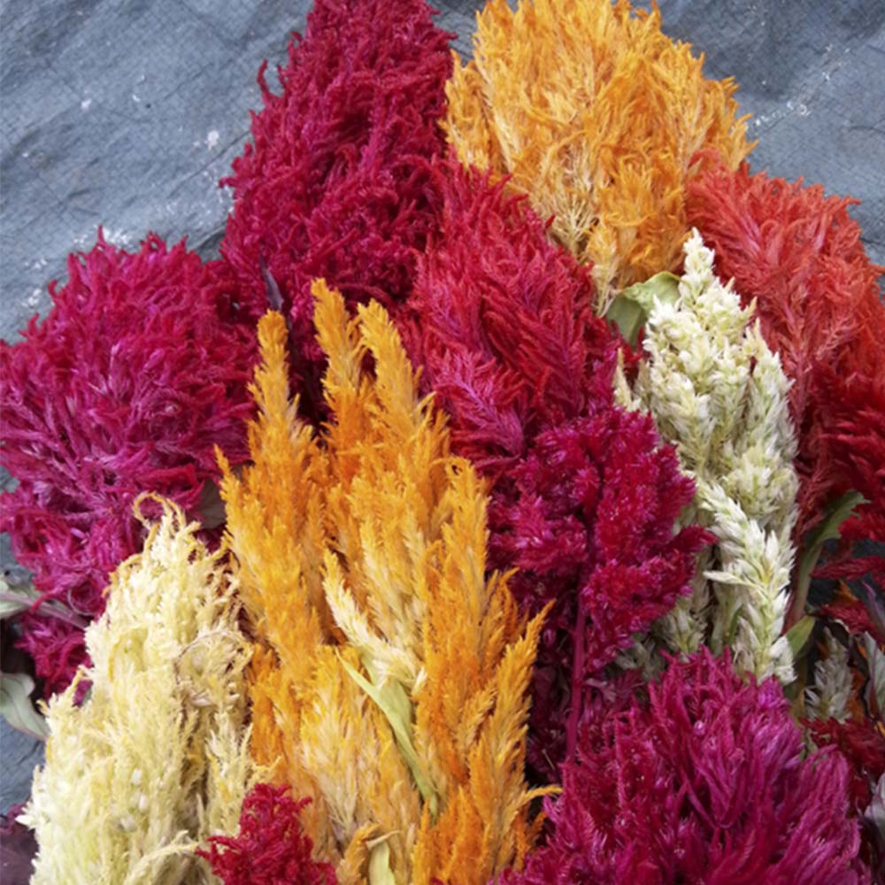 pampas flower seeds Celosia Pampas Plume Mix Organic Seed RAW / 250 Seeds / Organic