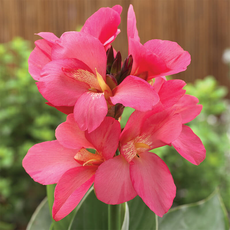 Flower Seeds Canna Lily Seeds - Tropical Bronze Scarlet Canna