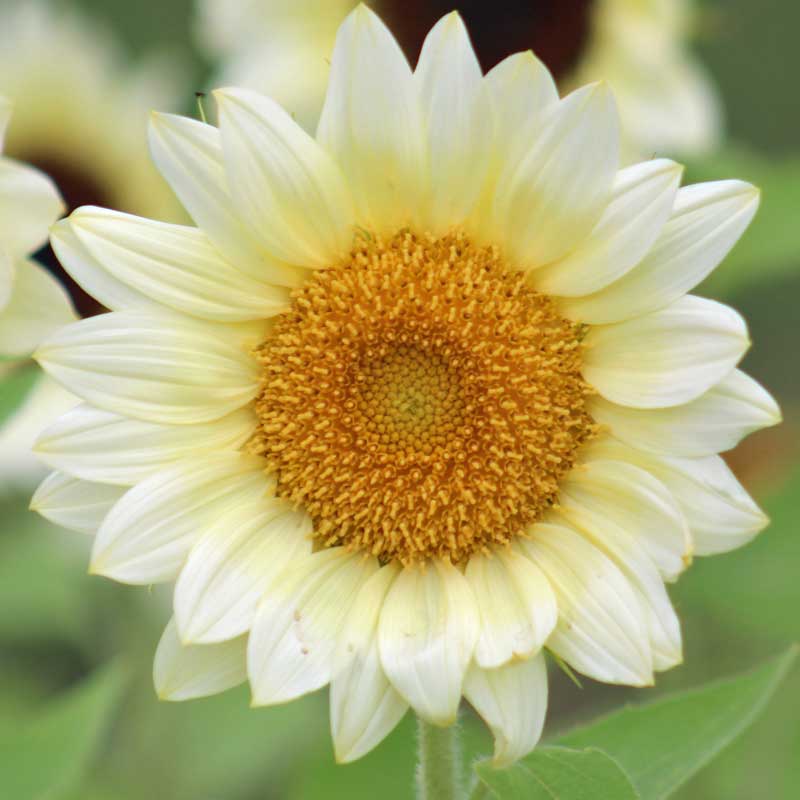 Mini Bouquet Single Stalk Sunflower with Gypsophila