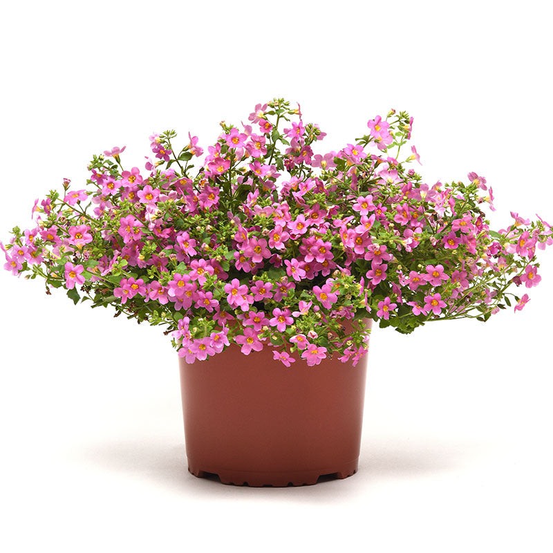 bacopa potted plant Bacopa Pinktopia Seed MULTI PELLETED / 100 seeds / UNTREATED