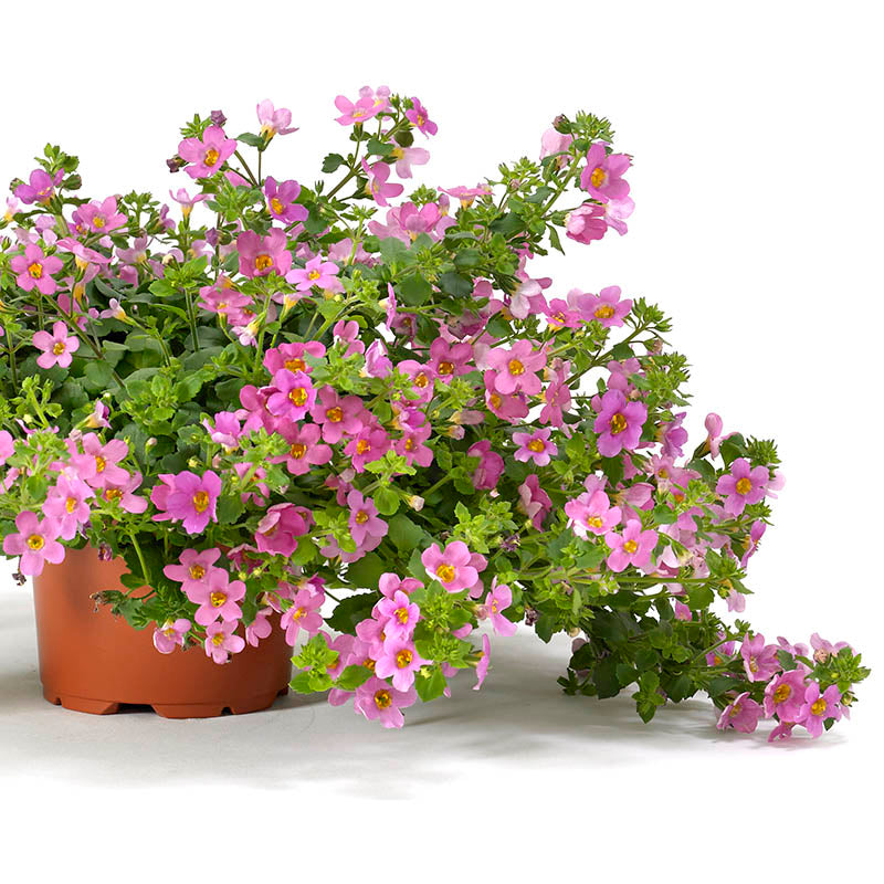 bacopa potted plant Bacopa Pinktopia Seed MULTI PELLETED / 100 seeds / UNTREATED