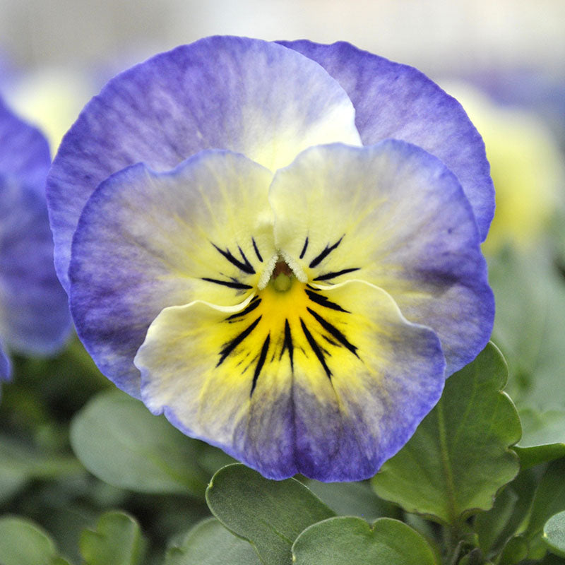 Viola Sorbet XP Neptune F1 Seed – Harris Seeds