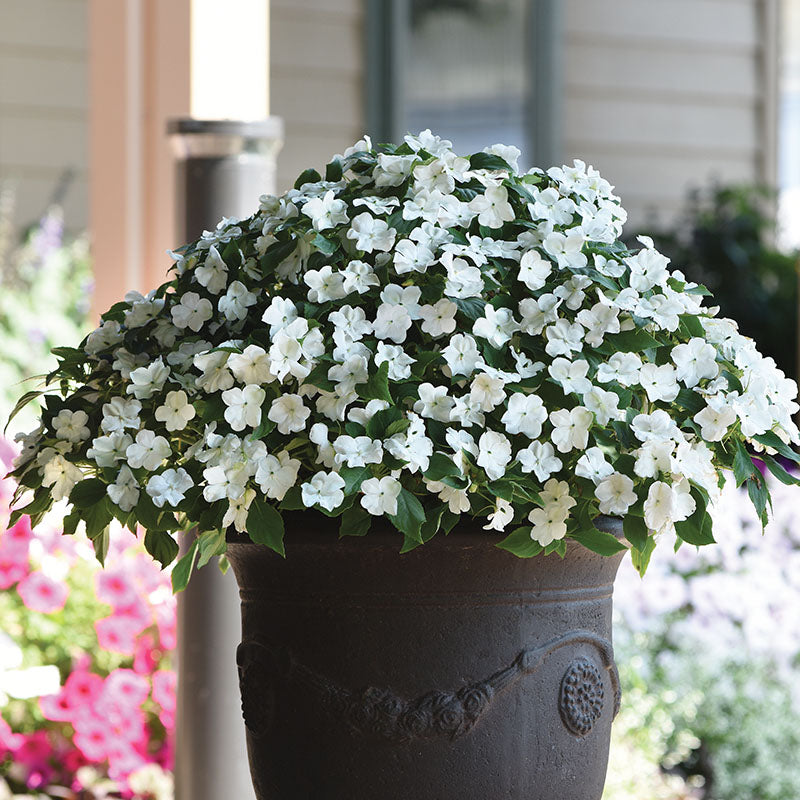 beacon herbicide for sale Impatiens Beacon White Seed