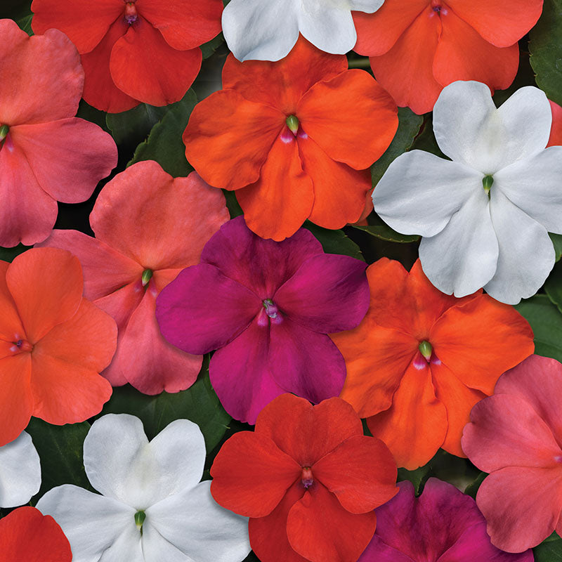 Impatiens Beacon Select Mix Seed Harris Seeds
