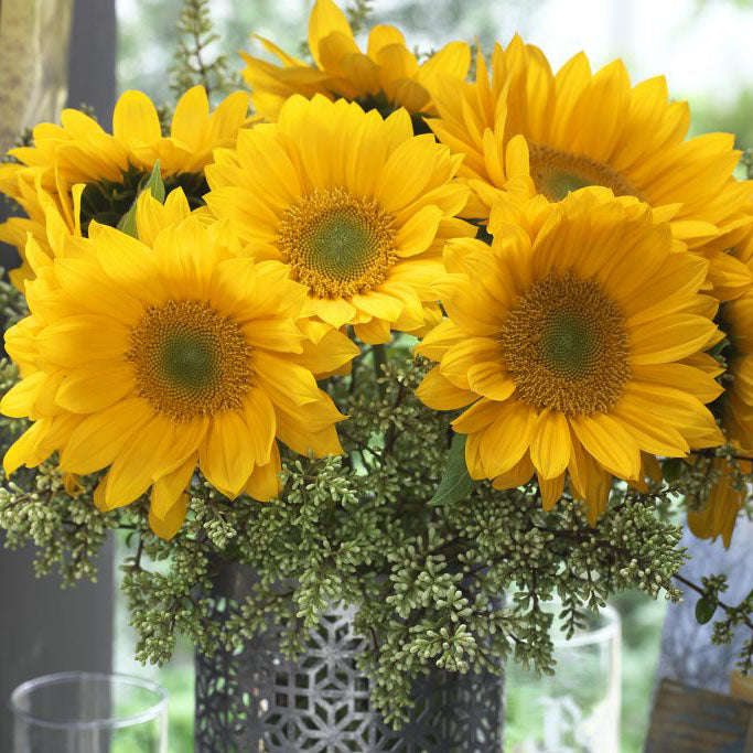 Sunflower Sunrich Summer Gold F1 Seed Raw / 250 Seeds / Untreated
