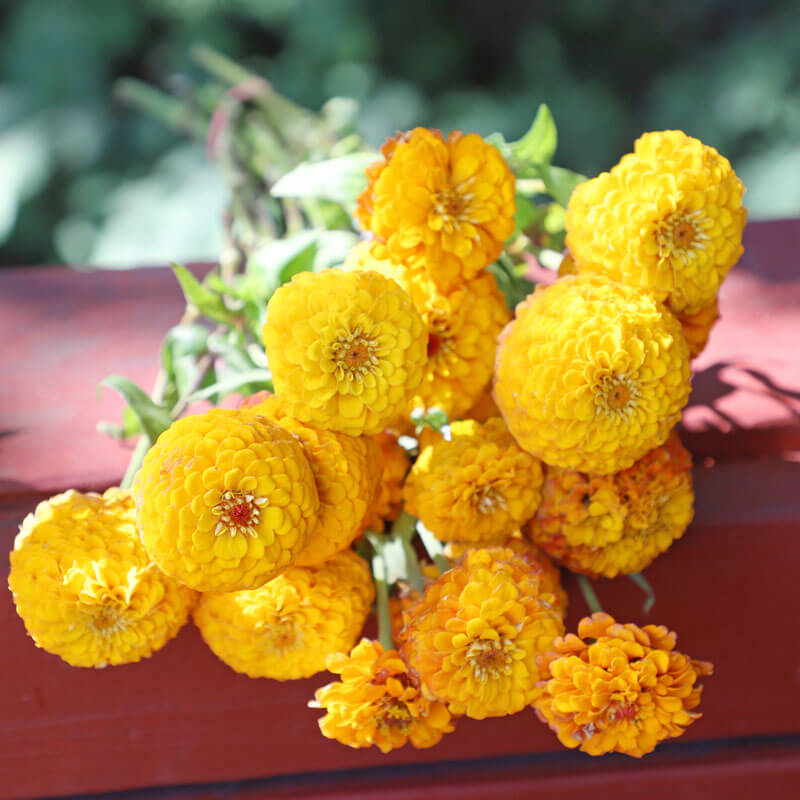 Zinnia Oklahoma Golden Yellow Seed – Harris Seeds
